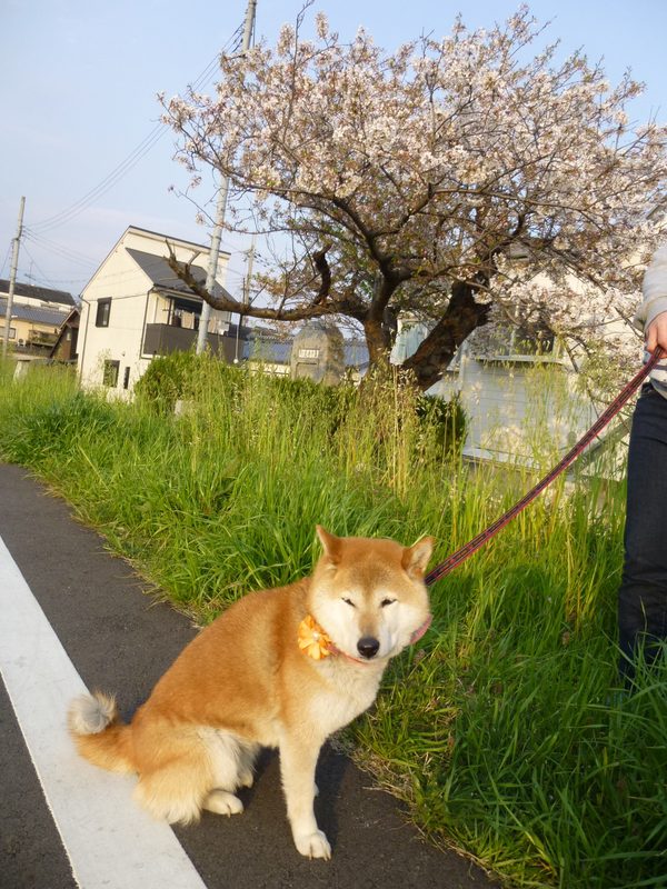 オーナーからのたより🚘